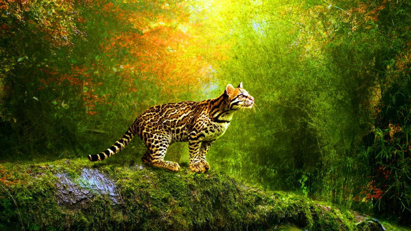 かわいい猫の壁紙-森林の守り神