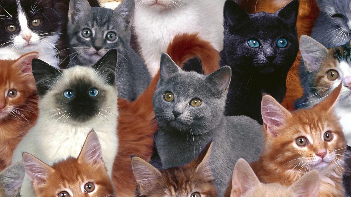 かわいい猫の壁紙-多種多様なネコたち