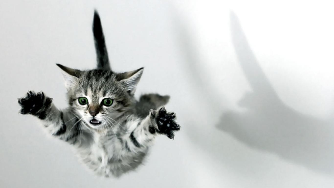 かわいい猫の壁紙-スカイダイビング