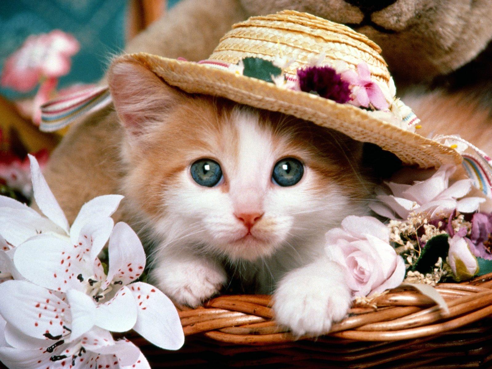 かわいい猫の壁紙-麦わら帽子が似合うね