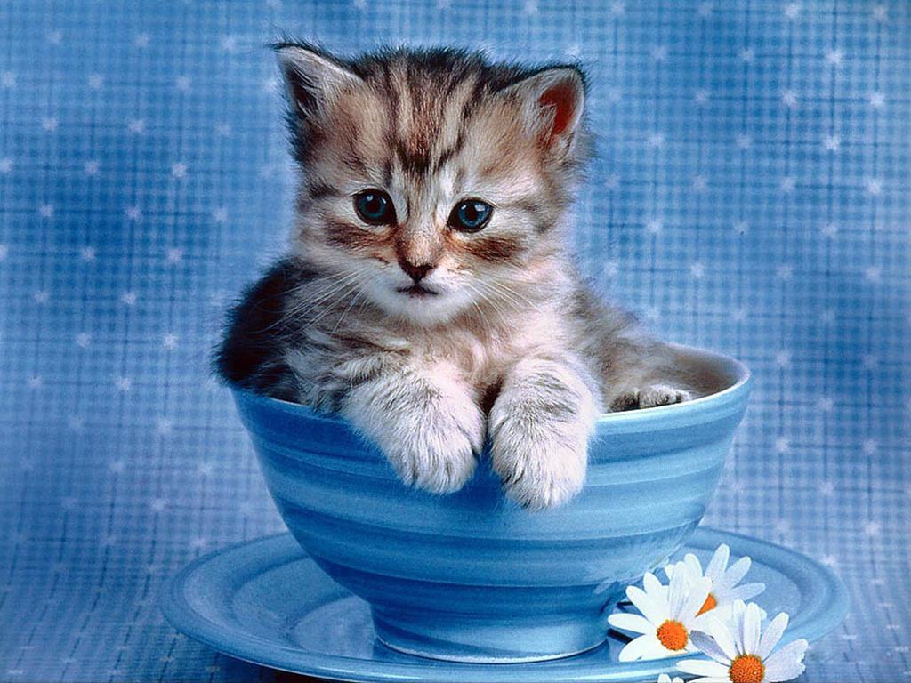 かわいい猫の壁紙-お茶碗にすっぽり