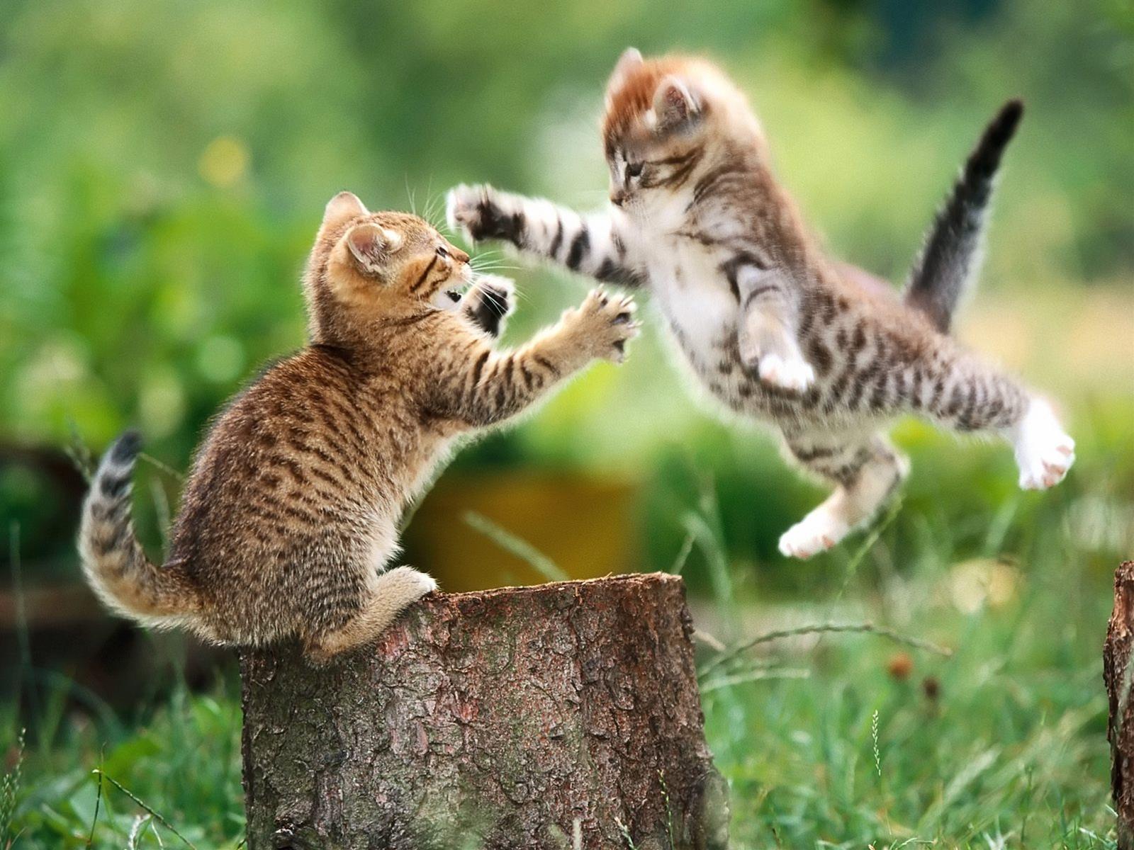 かわいい猫の壁紙-決闘