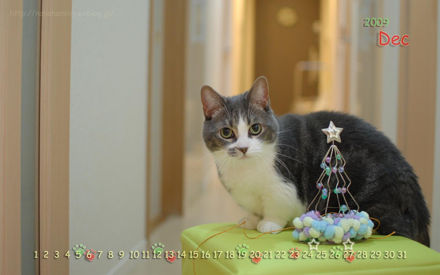 かわいい猫の壁紙-クリスマスの雰囲気