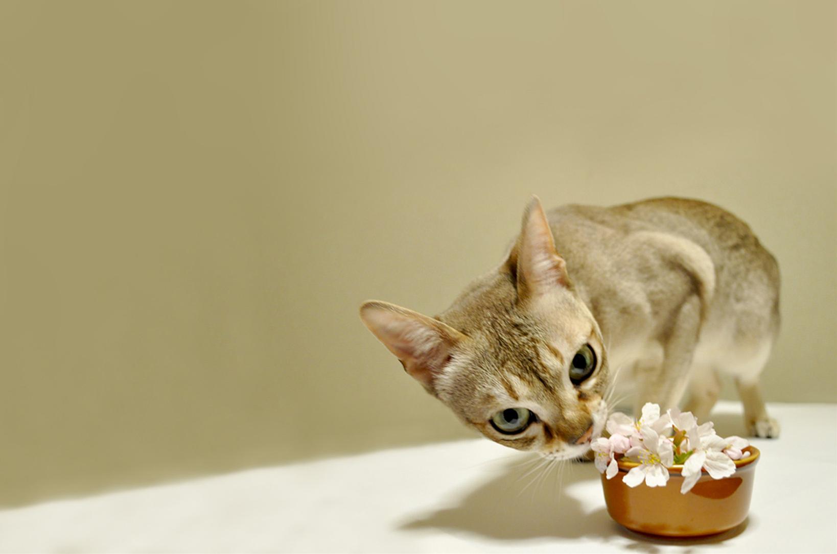 かわいい猫の壁紙-お花くんくん