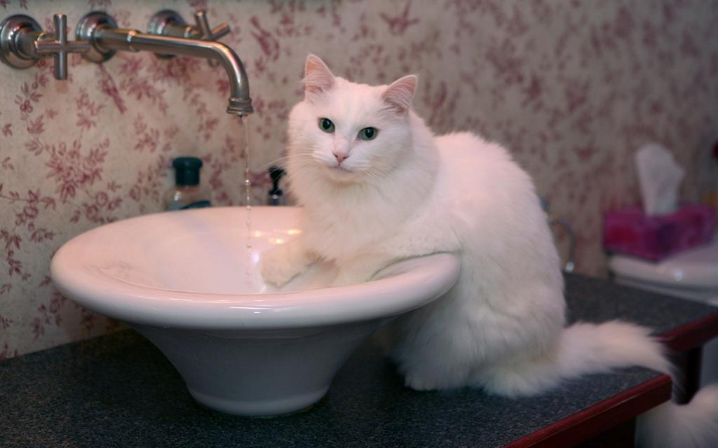かわいい猫の壁紙-お手洗い