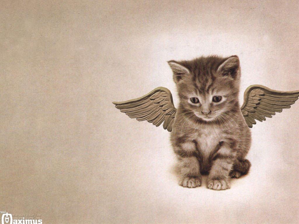 猫の壁紙画像 写真no 223 天使の羽