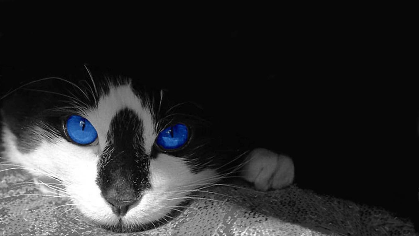 かっこいい猫 きれいな美猫の画像 No 169 ブルースカイ