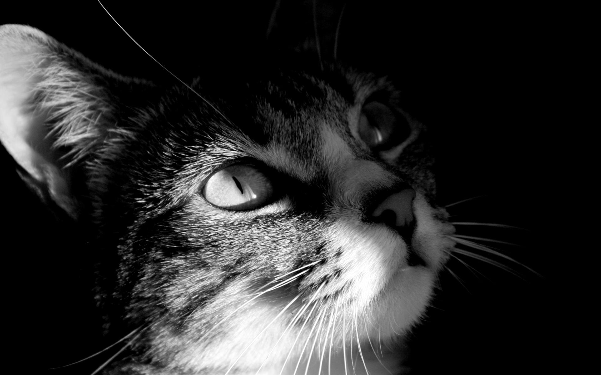 猫の壁紙画像 写真no 252 白黒写真