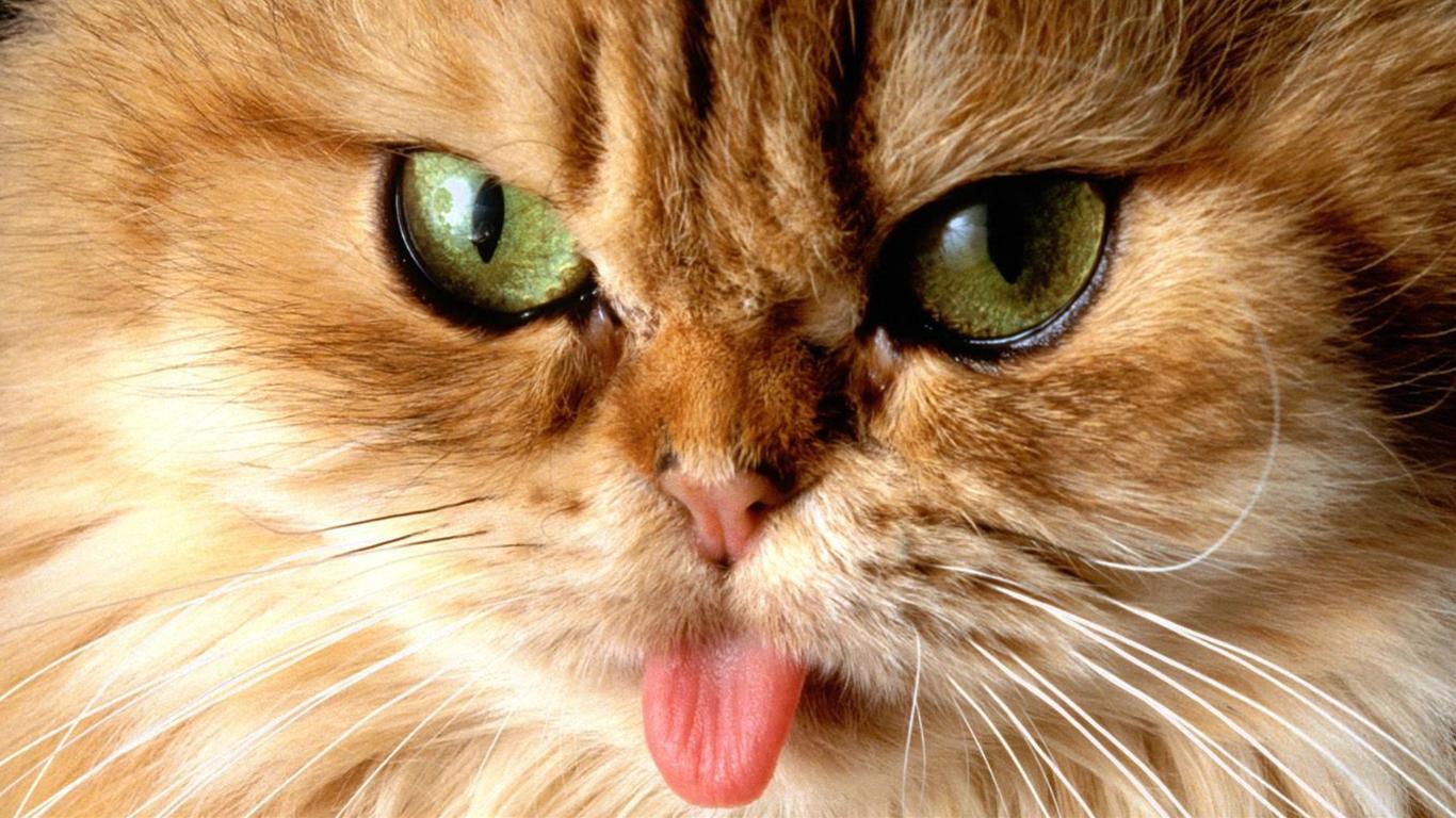 猫の壁紙画像 写真no 254 長い舌