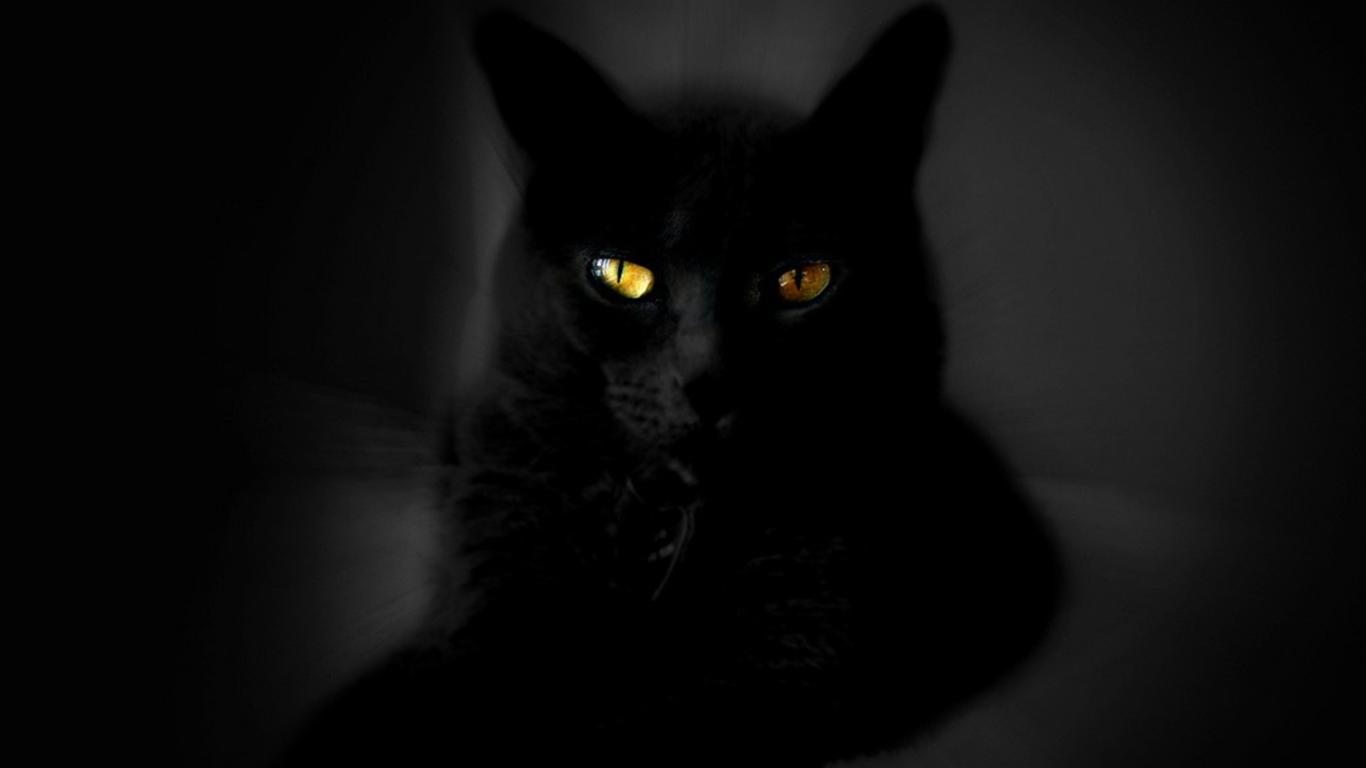 猫の壁紙画像 写真no 290 暗闇のクロネコ