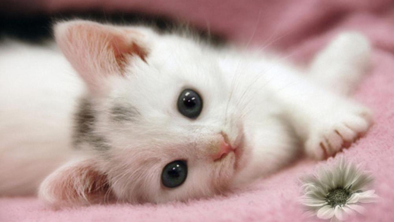 かわいい子猫の画像 写真no 344 つぶらな瞳