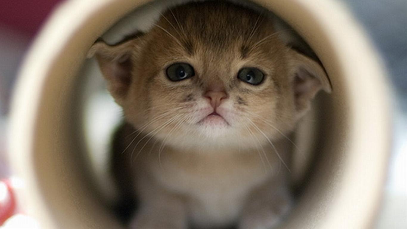 かわいい子猫の画像 写真no 367 アンニュイな表情