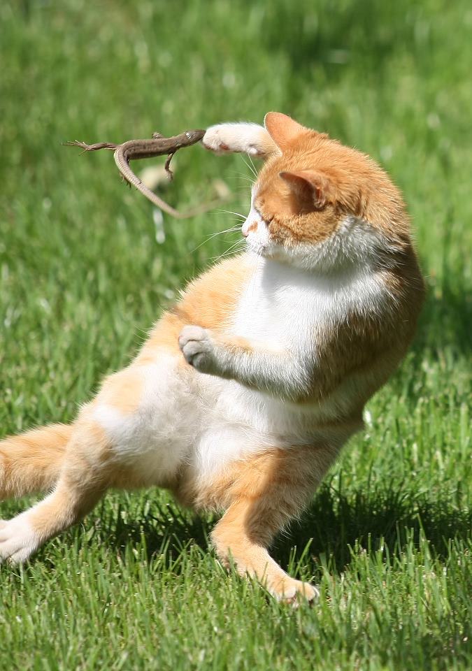 猫の画像・写真-窮鼠猫を噛む