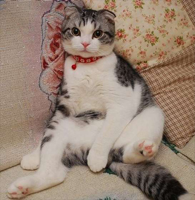 猫の画像・写真-これぞ「スコ座り」
