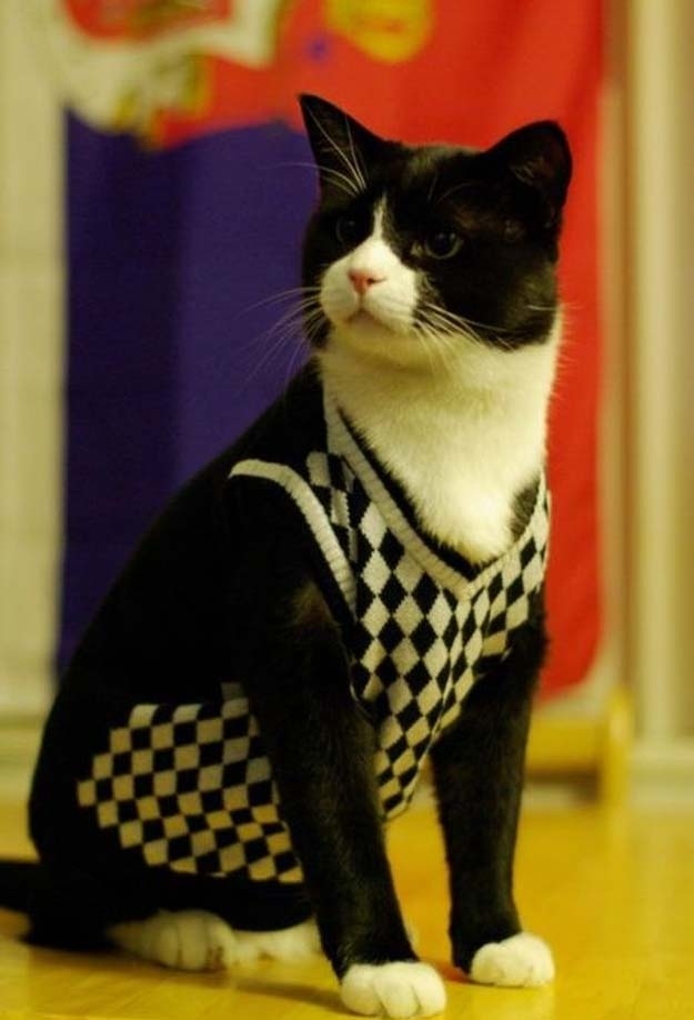 猫の画像・写真-紳士セーター