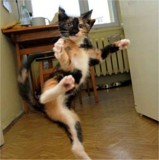 猫の画像・写真-飛び蹴り