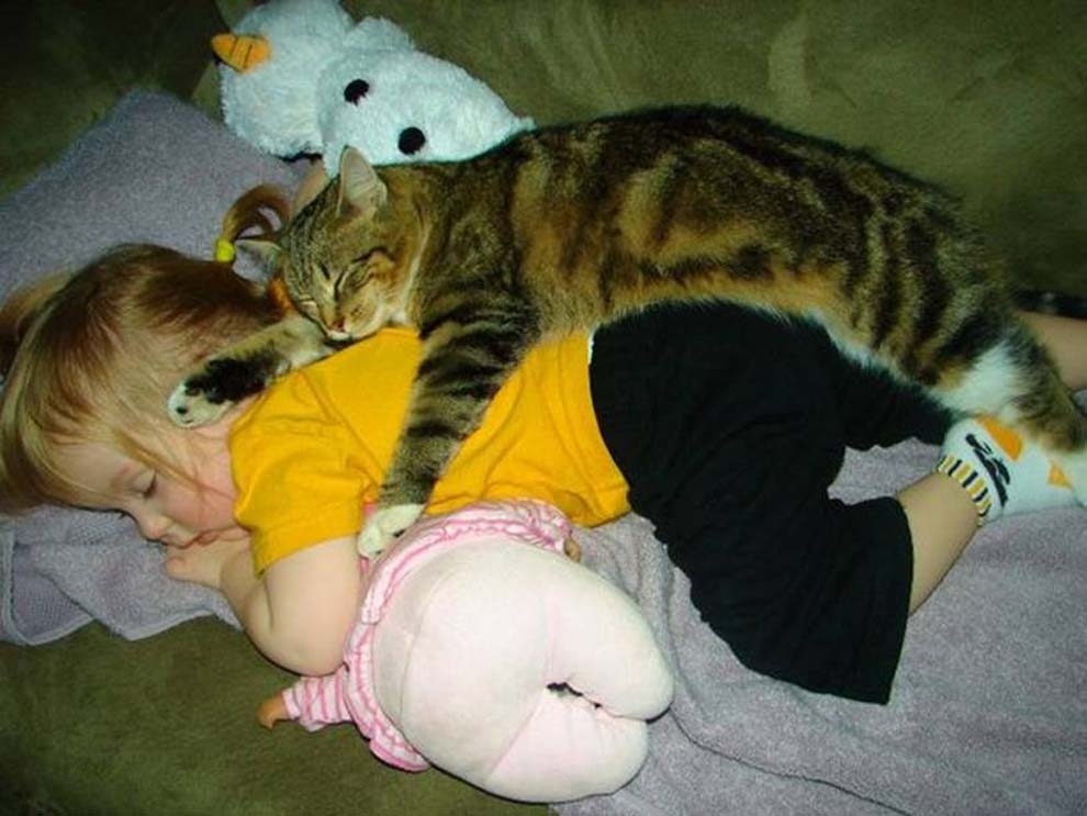 猫の画像・写真-共に寝て共に育つ