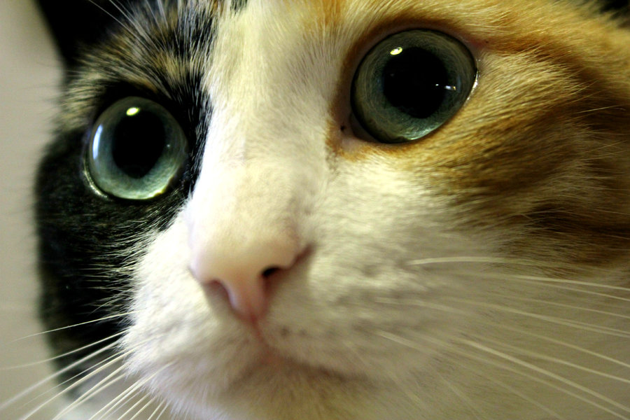 猫の画像・写真-眼力