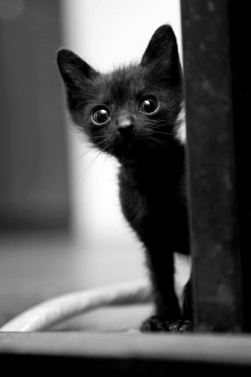猫の写真-漆黒こねこ