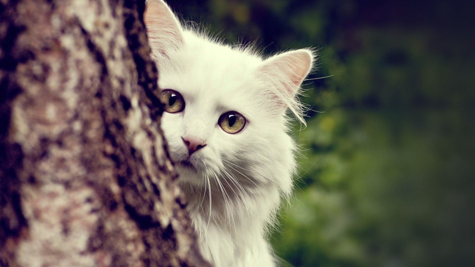 猫の写真-木陰から