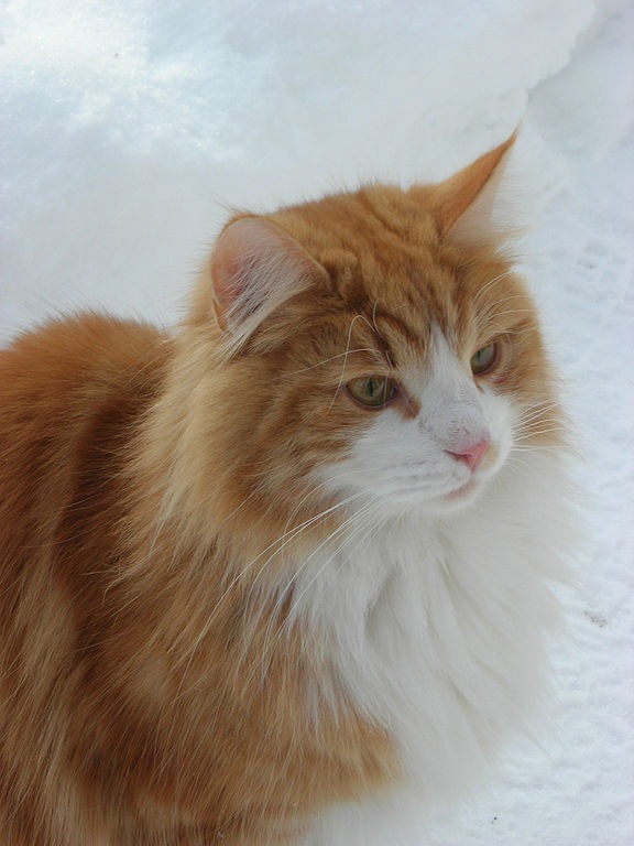 猫の写真-雪原仕様