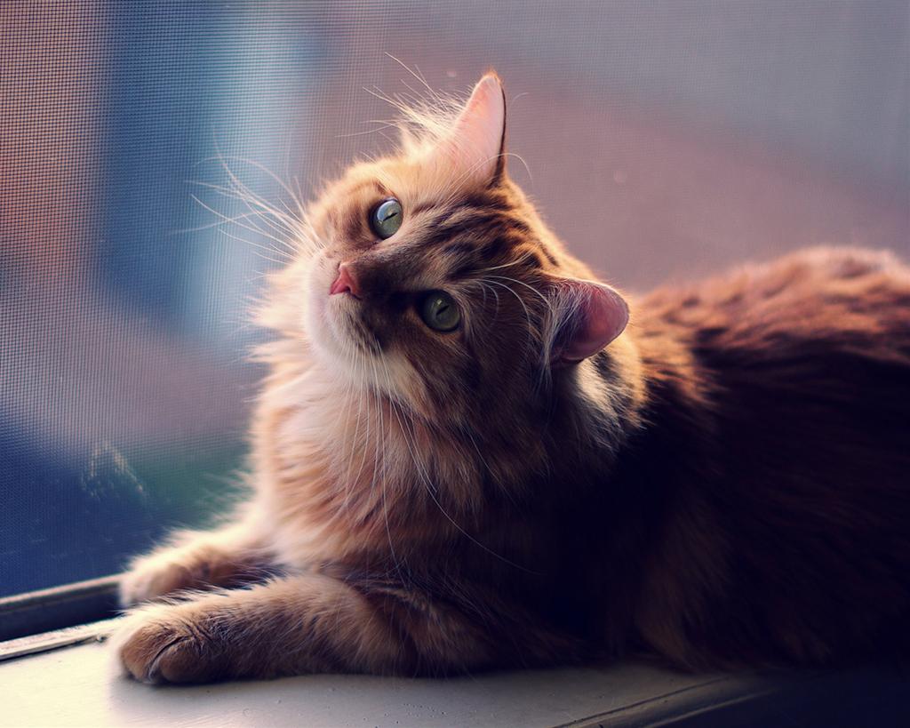 かわいい猫画像No.6「窓際で上向き・茶虎模様・壁紙」