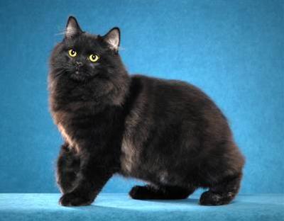 かわいい猫画像No.13「真っ黒長毛・青いステージ」