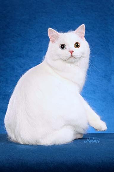 かわいい猫画像No.15「オッドアイ・お座り白猫・大きな目」