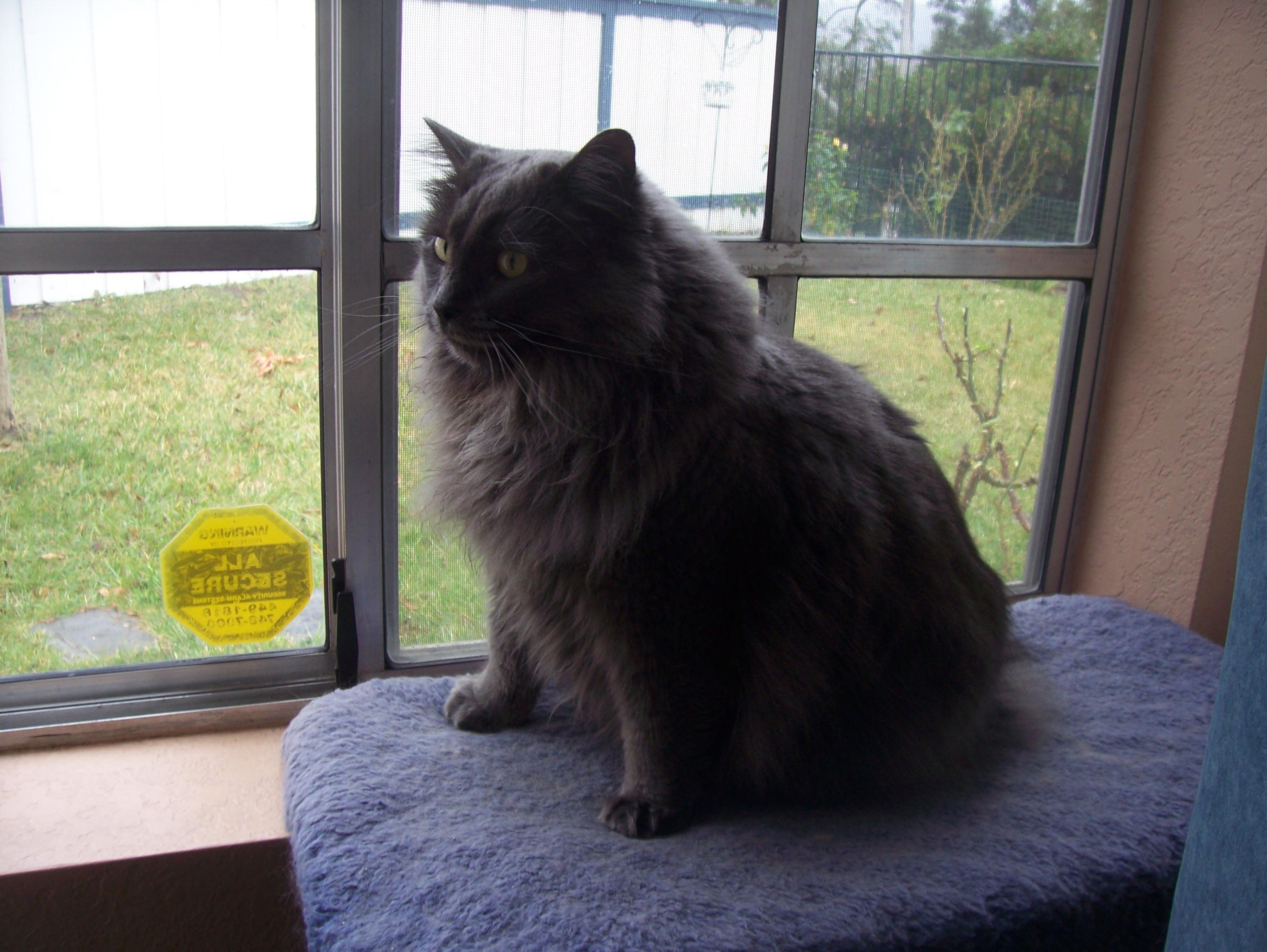 かわいい猫画像No.20「窓際でリラックス・グレーの長毛」