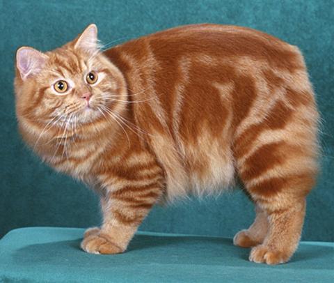 かわいい猫画像No.23「樽のような体型・後ろ足が長い」