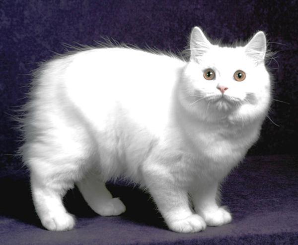 かわいい猫画像No.24「真っ白な体に光が反射」
