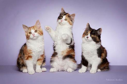 かわいい猫画像No.25「三毛猫柄の子猫３兄弟」