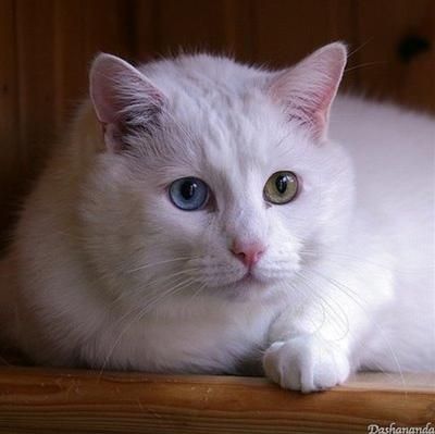 かわいい猫画像No.26「オッドアイの白猫・横になって」