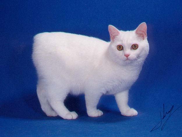 かわいい猫画像No.27「真っ白・ミドルサイズ」