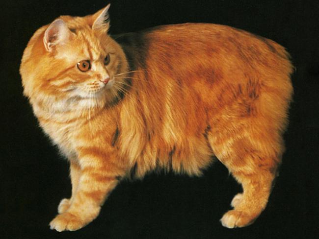 かわいい猫画像No.28「茶トラ模様・オレンジアイ」