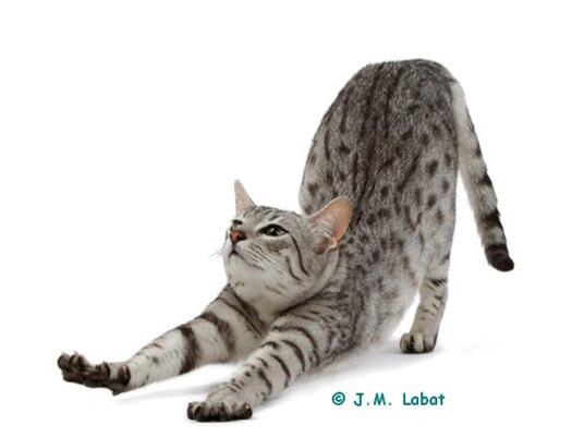 かわいい猫画像No.1「大きく伸びをするポーズ・美猫」
