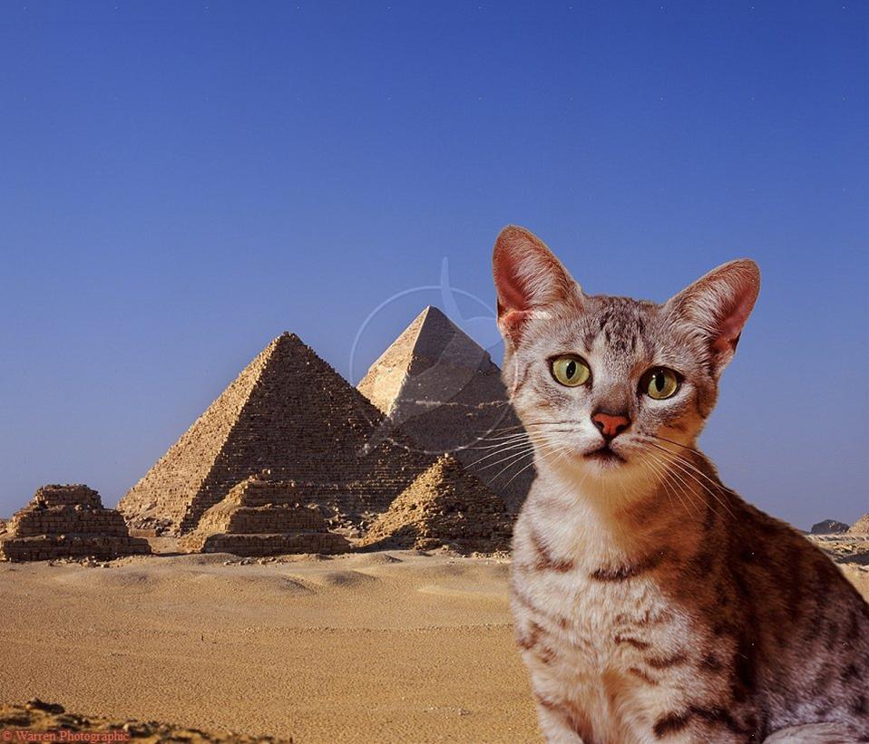 かわいい猫画像No.3「ピラミッドを背景に・壁紙」