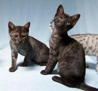 かわいい猫画像No.4「スモークカラーの子猫２匹」