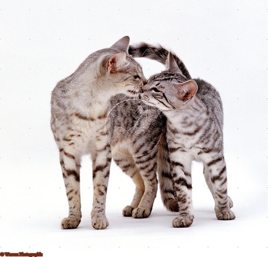 かわいい猫画像No.8「スキンシップ中の２匹」