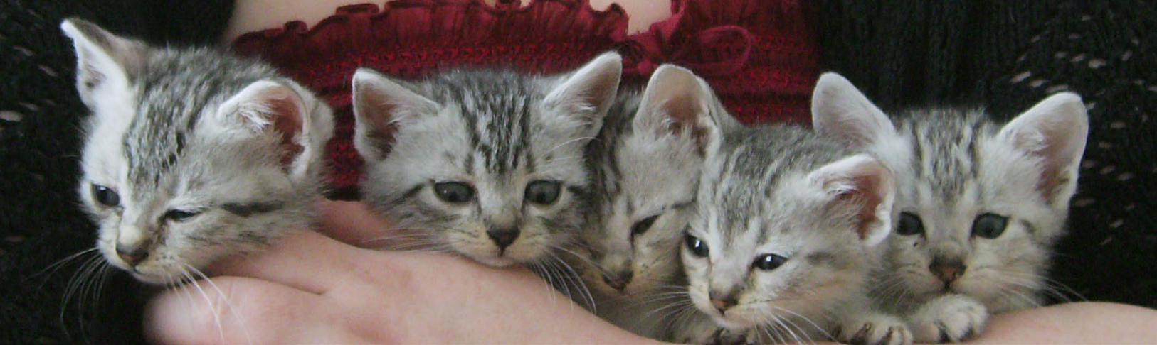 かわいい猫画像No.12「５匹の赤ちゃん子猫・仲良し兄弟」