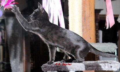 かわいい猫画像No.13「羽にじゃれる黒ネコ・光沢のある体毛」