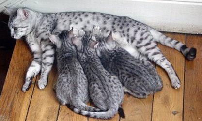 かわいい猫画像No.16「お母さん授乳中・３匹の子猫」
