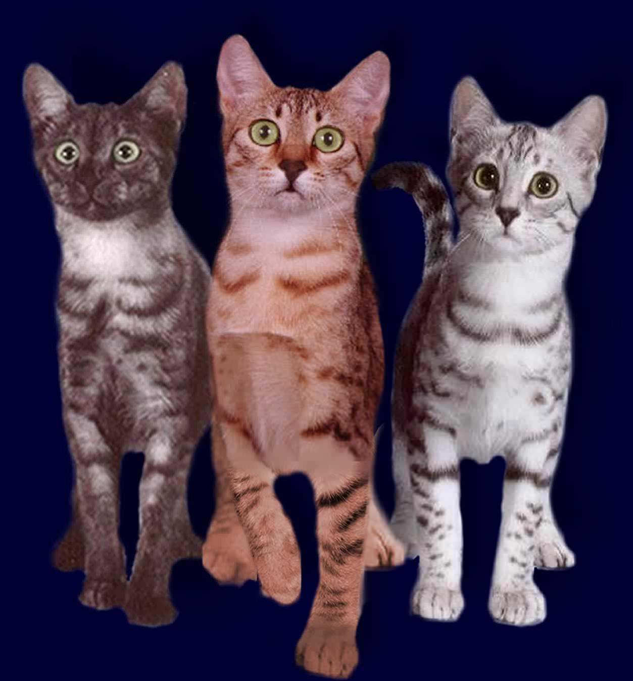 かわいい猫画像No.17「３色・スモーク、グレー、オレンジ」