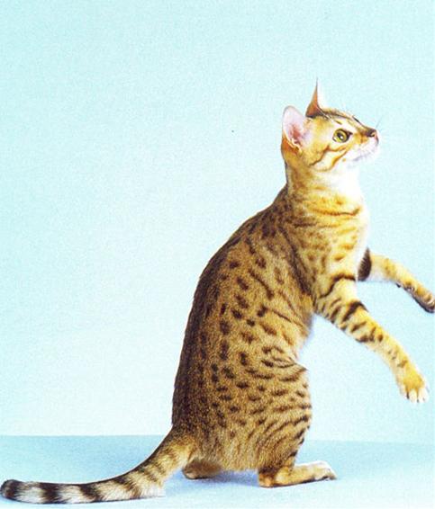 かわいい猫画像No.18「後ろ足２本で両足立」