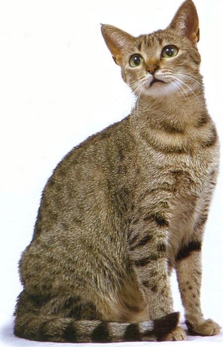 かわいい猫画像No.19「大きな目・美しいモデルネコ」