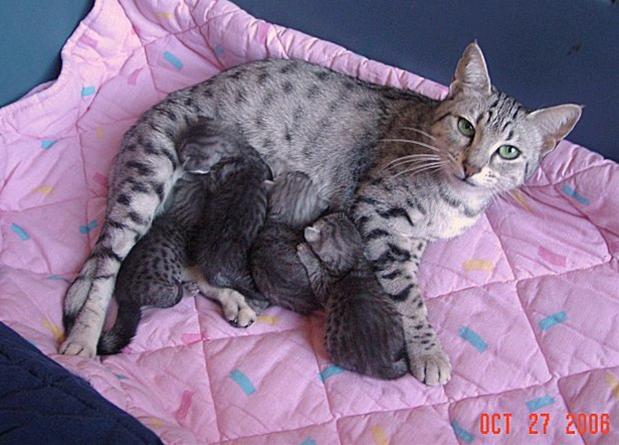 かわいい猫画像No.25「お母さん授乳中・赤ん坊５匹」