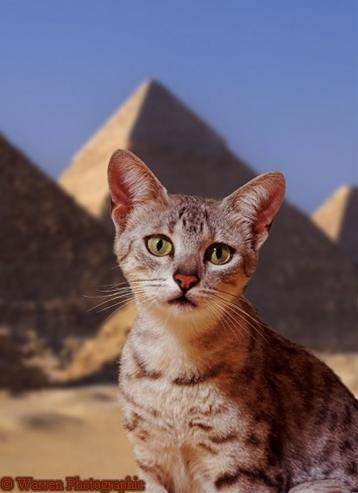 かわいい猫画像No.31「ピラミッドを背景にした構図」