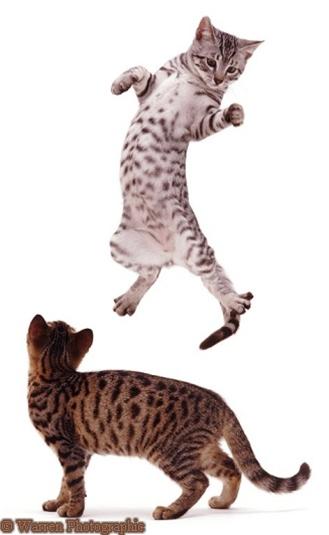 かわいい猫画像No.32「ジャンプするネコと見上げる猫」