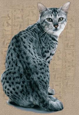 かわいい猫画像No.40「綺麗な黒い斑点模様・逆三角形の顔」