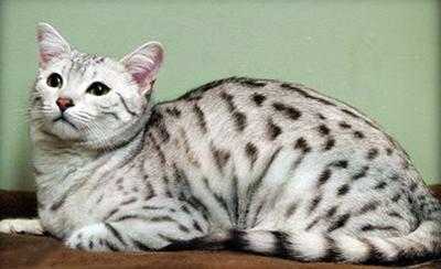 かわいい猫画像No.42「白っぽい模様・くつろぎ中」